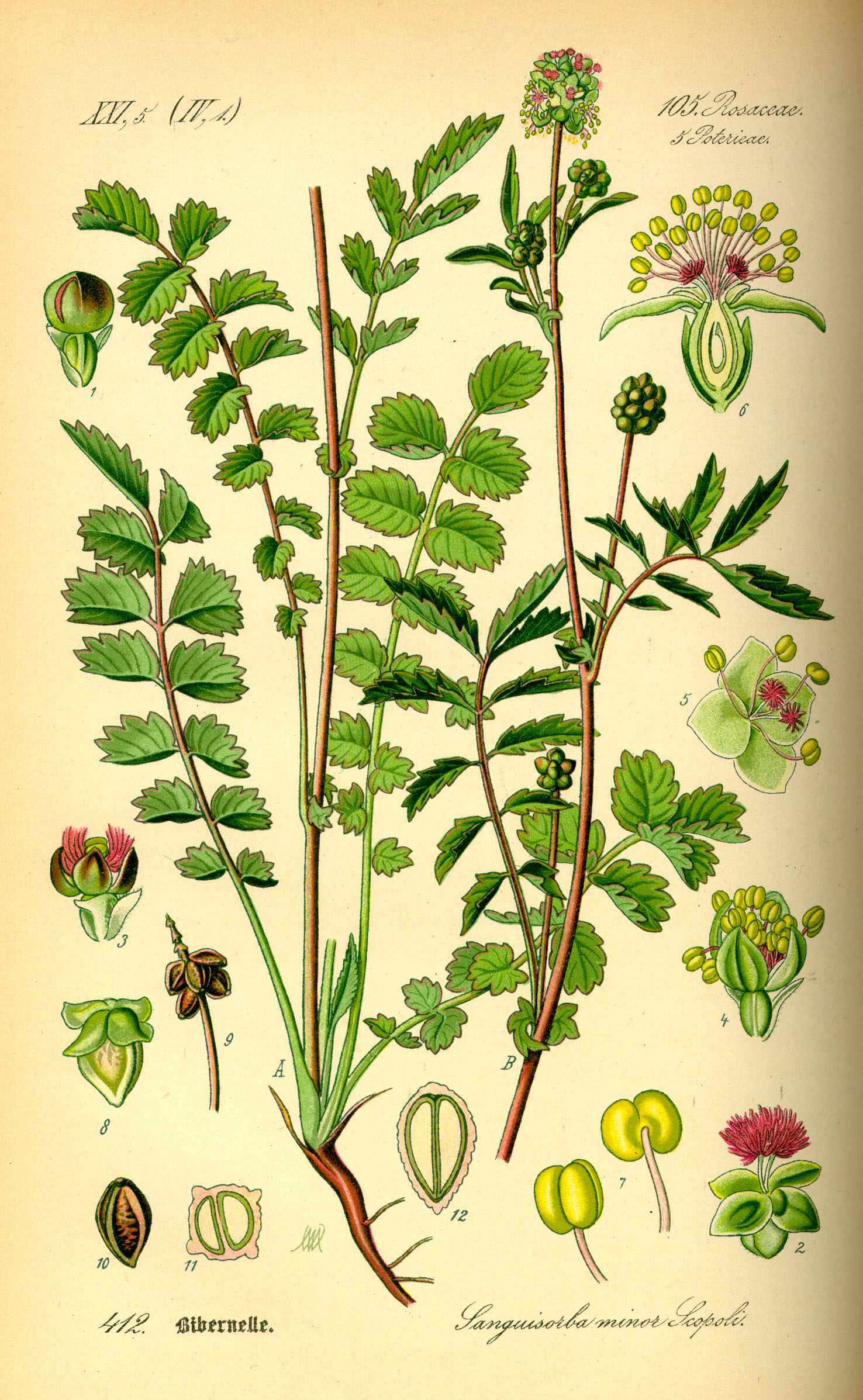 Sanguisorba minor Scop