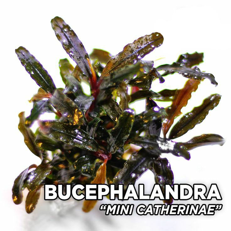 bucephalandra mini catherinae