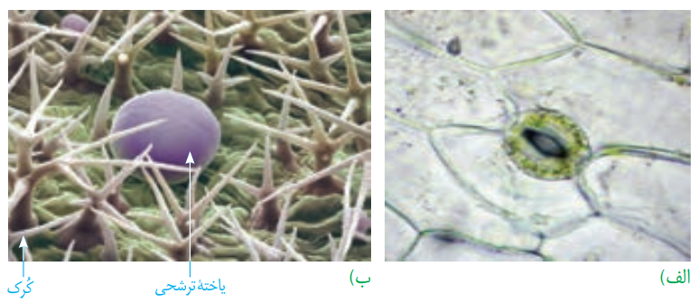 متن جایگزین