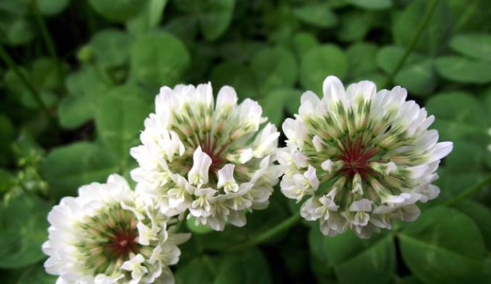 Trifolium repens L.